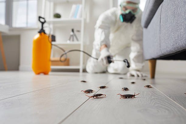 Trusted Termite Control service in Coleytown, CT - Nex Pest Control